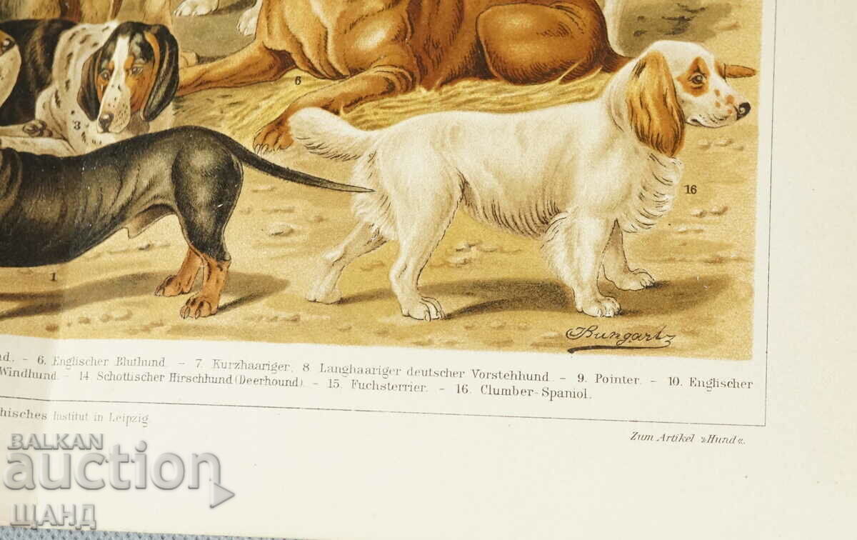 Delivery of 1900 Lithograph poster dog breeds Delivery of 1900 Lithograph poster dog breeds