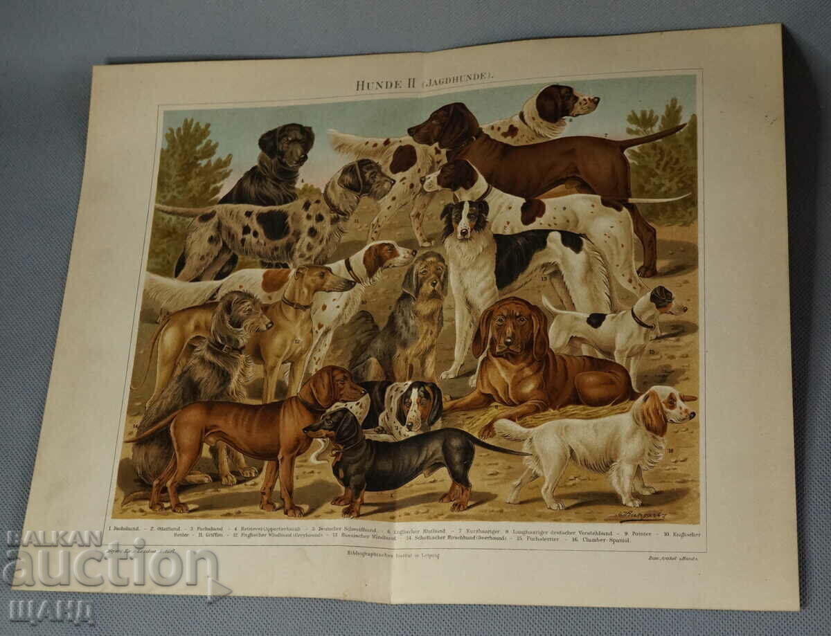 1900 Afiș litografie rase de câini 1900 Afiș litografie rase de câini