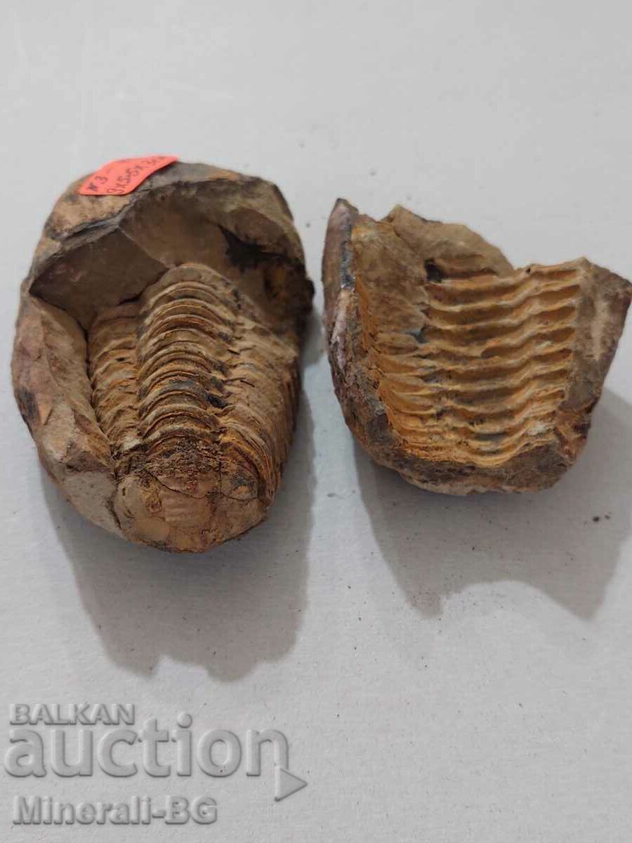 A trilobite