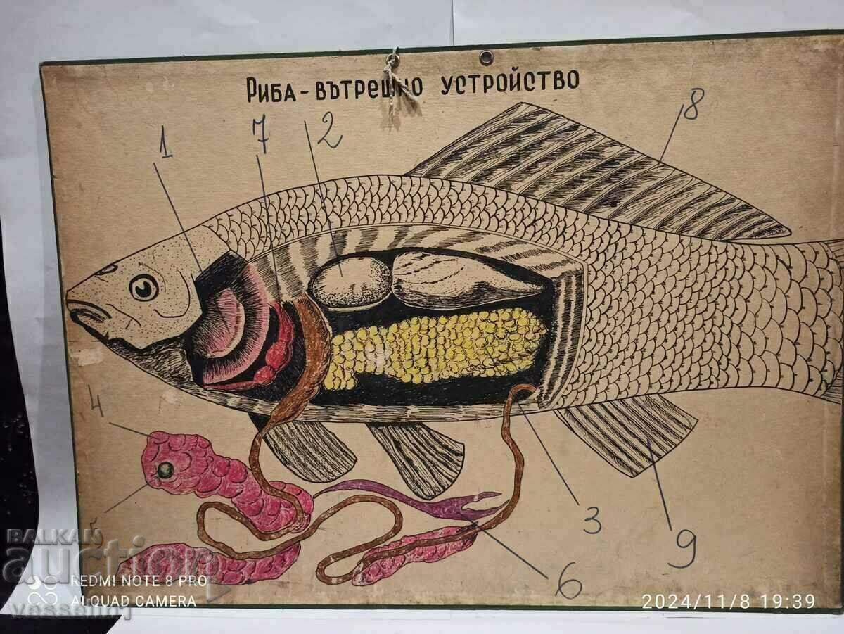 Old board educational board internal device of fish section Old board educational board internal device of fish section