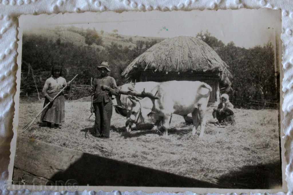 , VOLOVAR BUFFALO HUT KARA'S FAMILY OX BUFFALO PHOTO