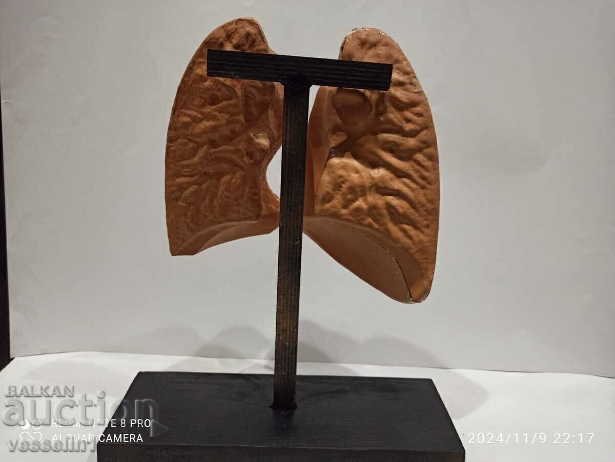 Model of a human lung from 60 years social model with price 145.00 BGN | € 74.14 Model of a human lung from 60 years social model with price 145.00 BGN | € 74.14