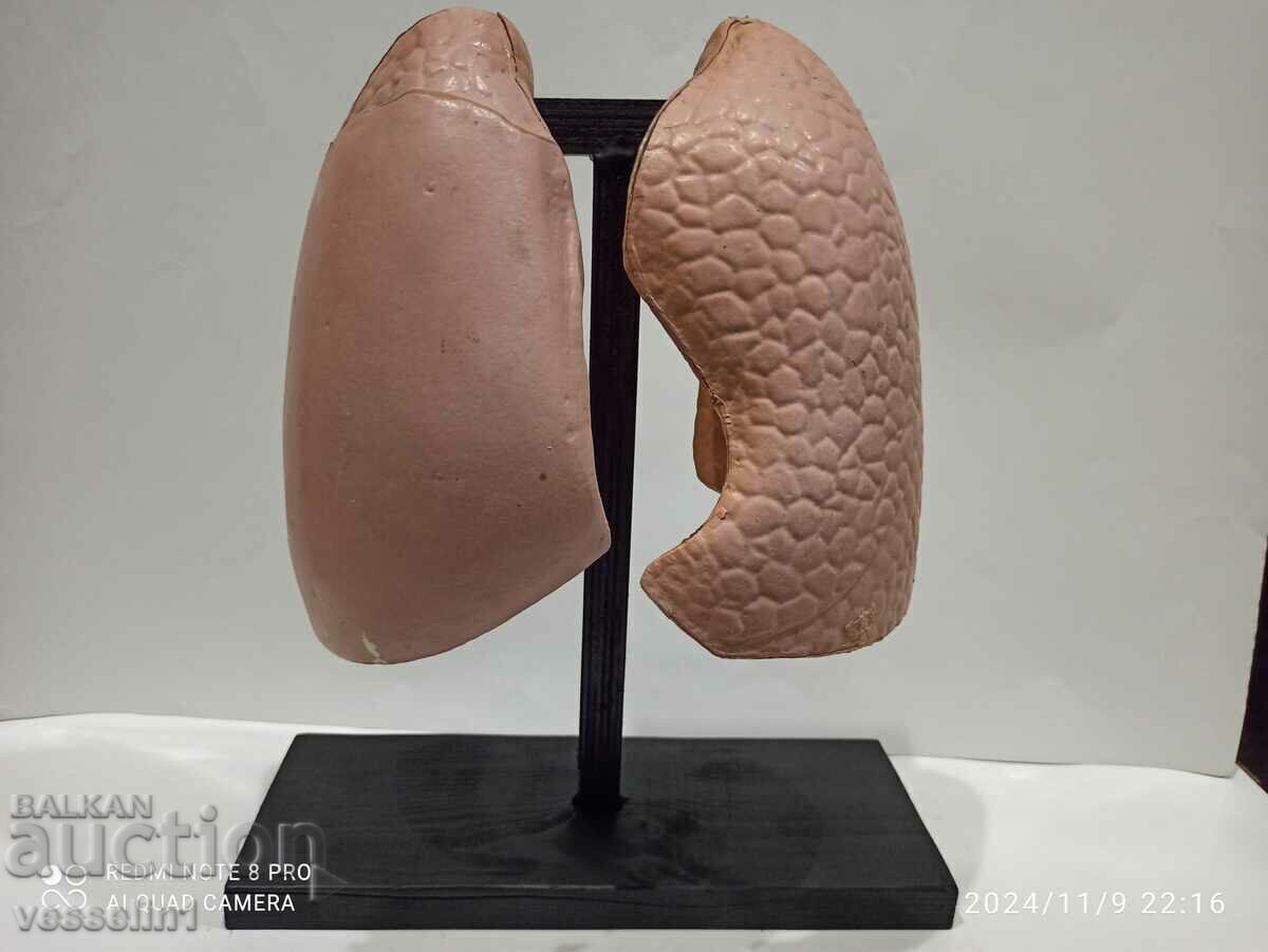 Model of a human lung from 60 years social model