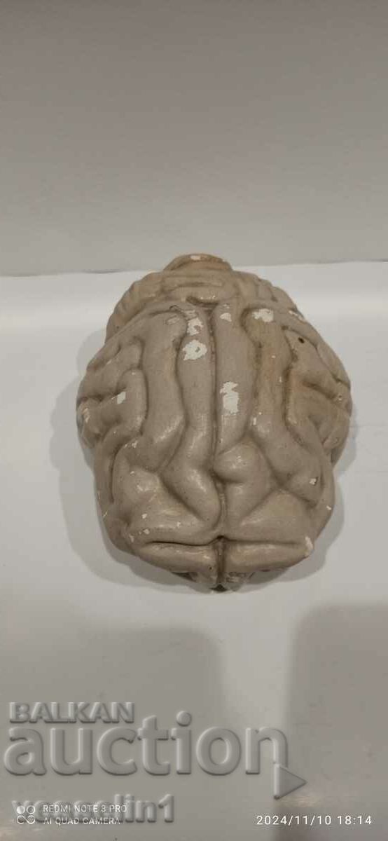 Brain anatomical model .3D model human brain rare with price 55.00 BGN | € 28.12