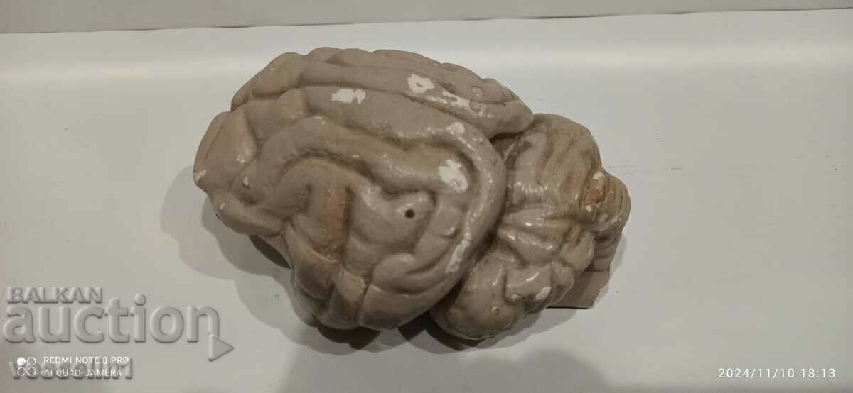 Auction  Brain anatomical model .3D model human brain rare