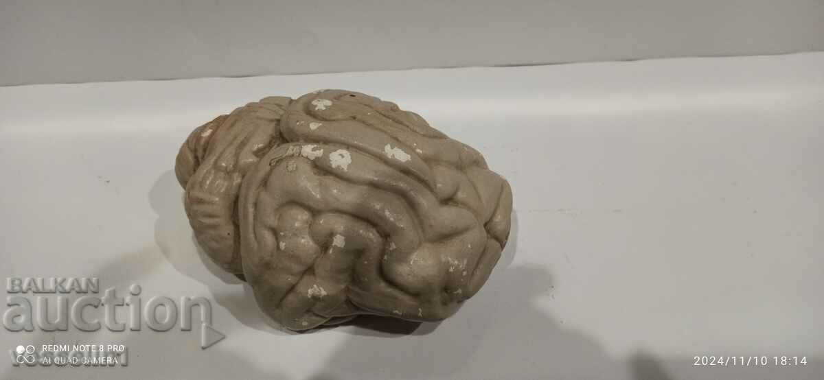 Brain anatomical model .3D model human brain rare