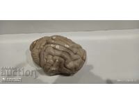 Ανατομικό μοντέλο εγκεφάλου .3D μοντέλο ανθρώπινου εγκεφάλου σπάνιο