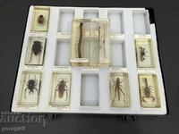 Collection of insects in resin / herbarium. #6072