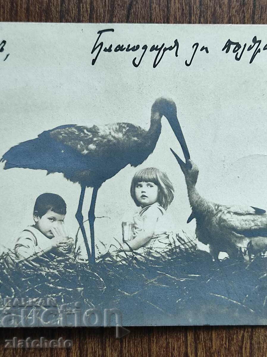 Auction Rare postcard - Auction Rare postcard -