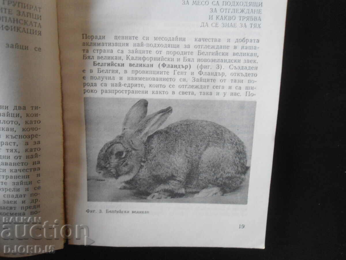 Auction  Rabbit farming questions and answers