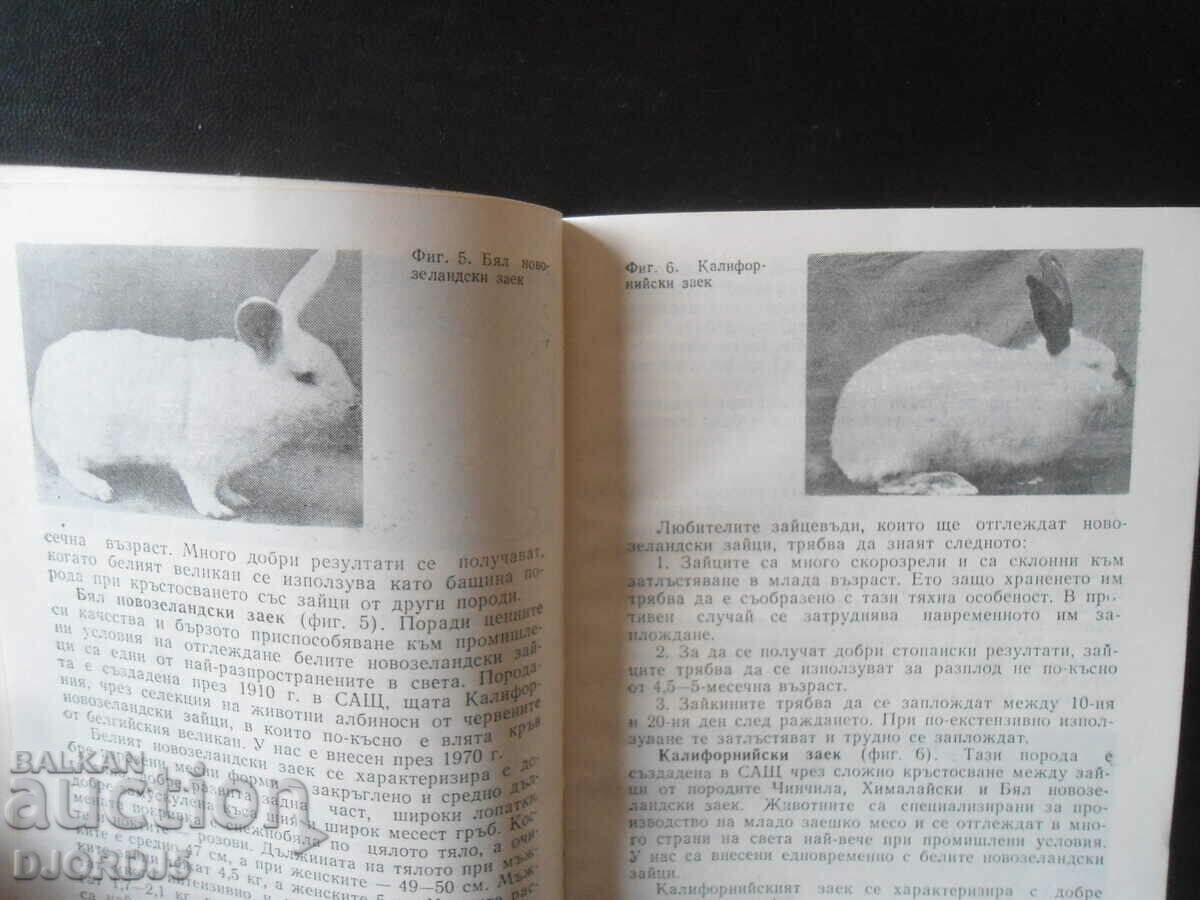 Delivery of Rabbit farming questions and answers