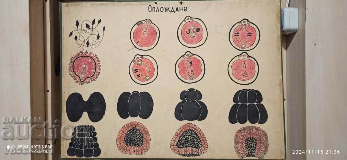 Стара табела учебно табло оплождане при човека