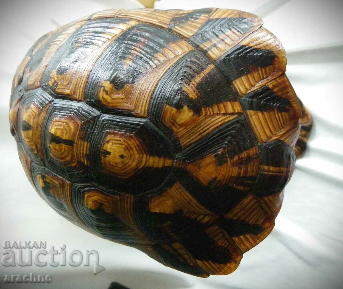 Licitație Veche lampă originală din carapa de țestoasă Licitație Veche lampă originală din carapa de țestoasă