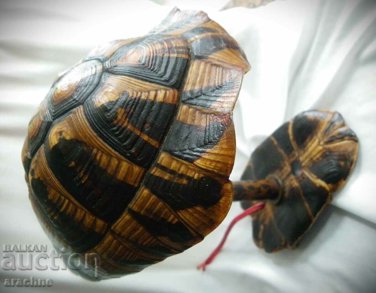 Veche lampă originală din carapa de țestoasă - 6 Veche lampă originală din carapa de țestoasă - 6