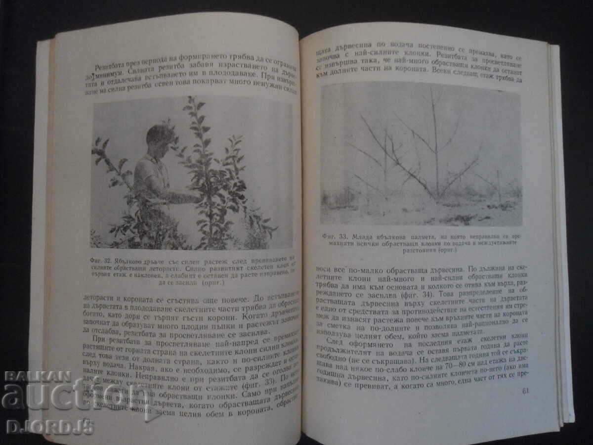 Palm groves, P. Mitov - 5 Palm groves, P. Mitov - 5