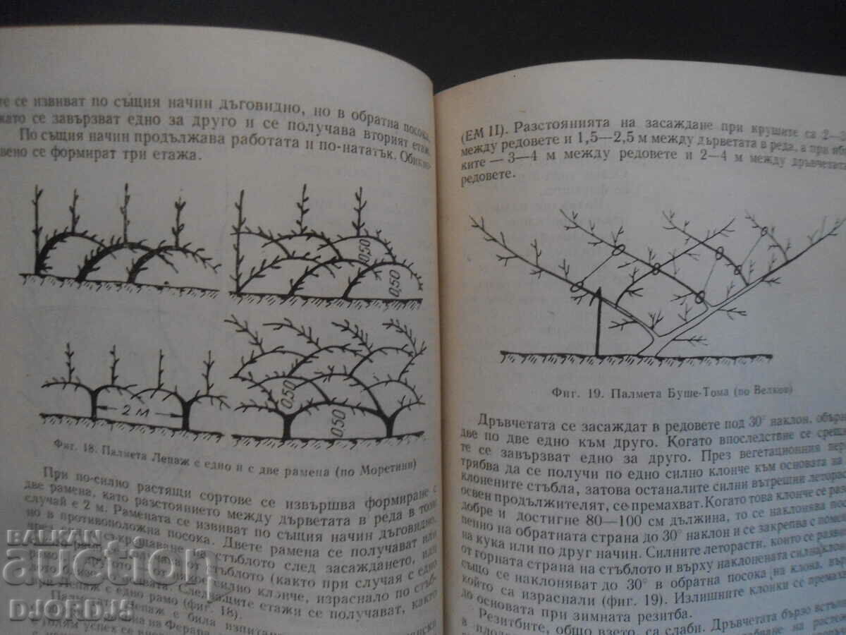 Palm groves, P. Mitov - 6 Palm groves, P. Mitov - 6