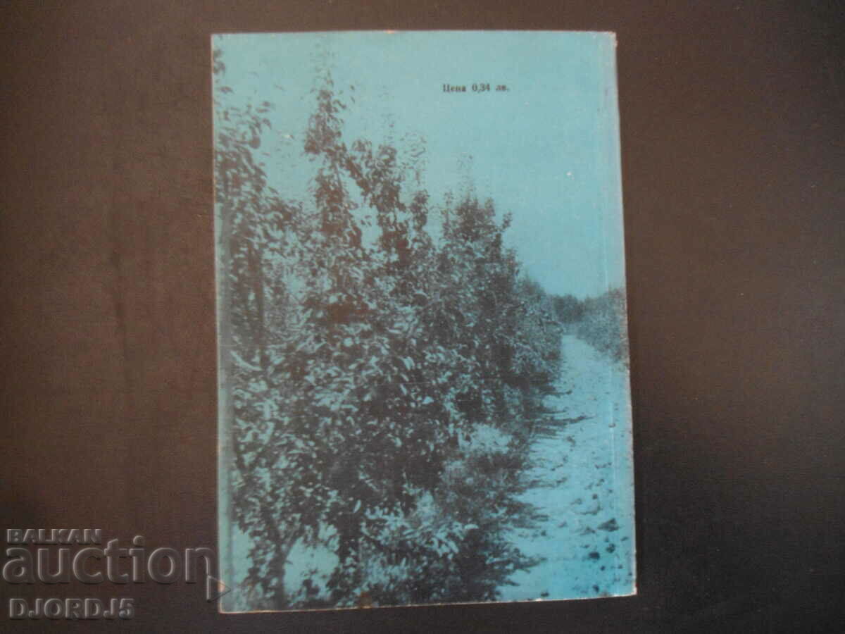 Palm groves, P. Mitov - 7 Palm groves, P. Mitov - 7