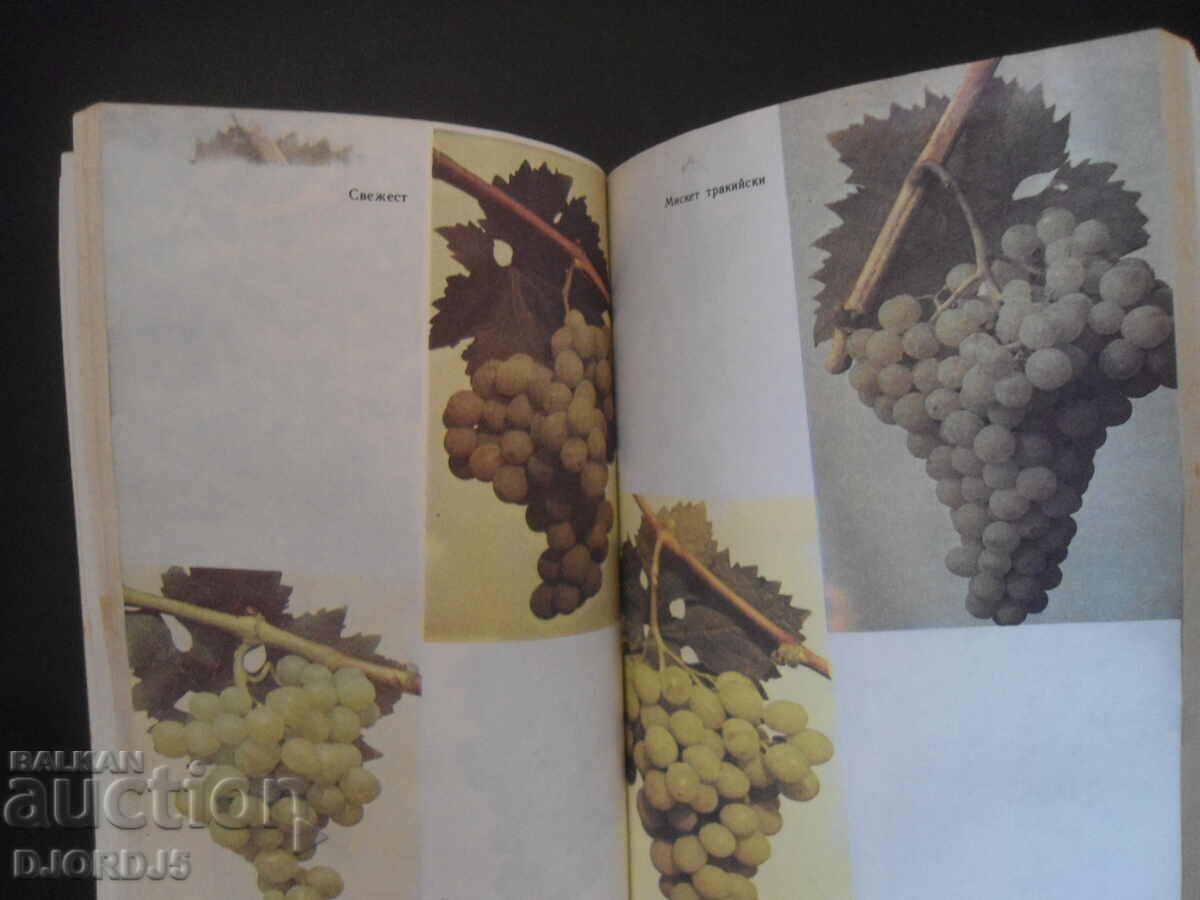 Παραγωγή επιδορπίων σταφυλιών - 5