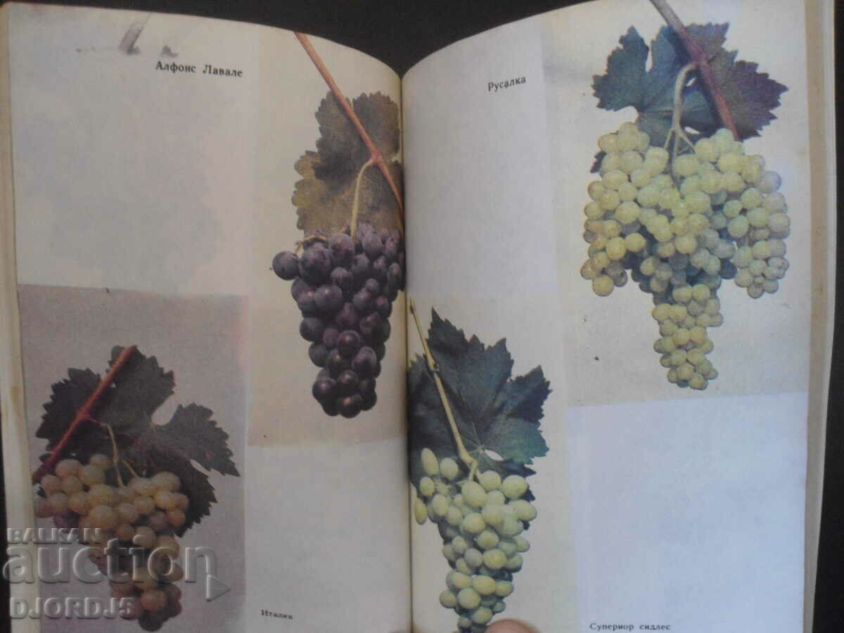 Παραγωγή επιδορπίων σταφυλιών - 6