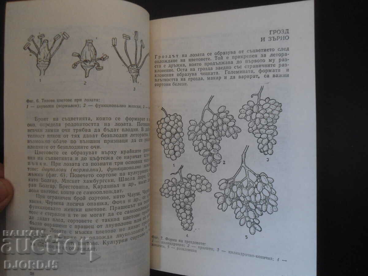 Παραγωγή επιδορπίων σταφυλιών - 7