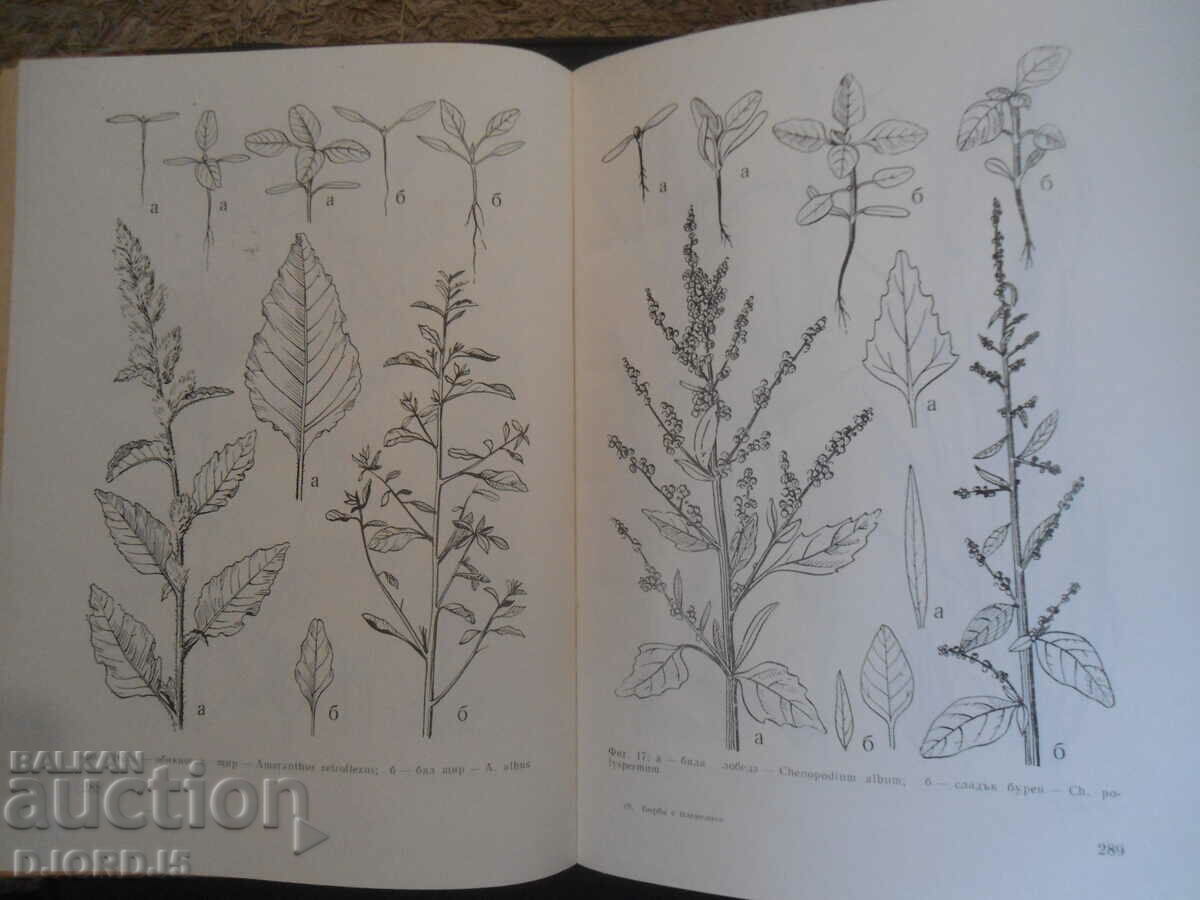 Fighting weeds, N.A. Fetvadzhieva - 5