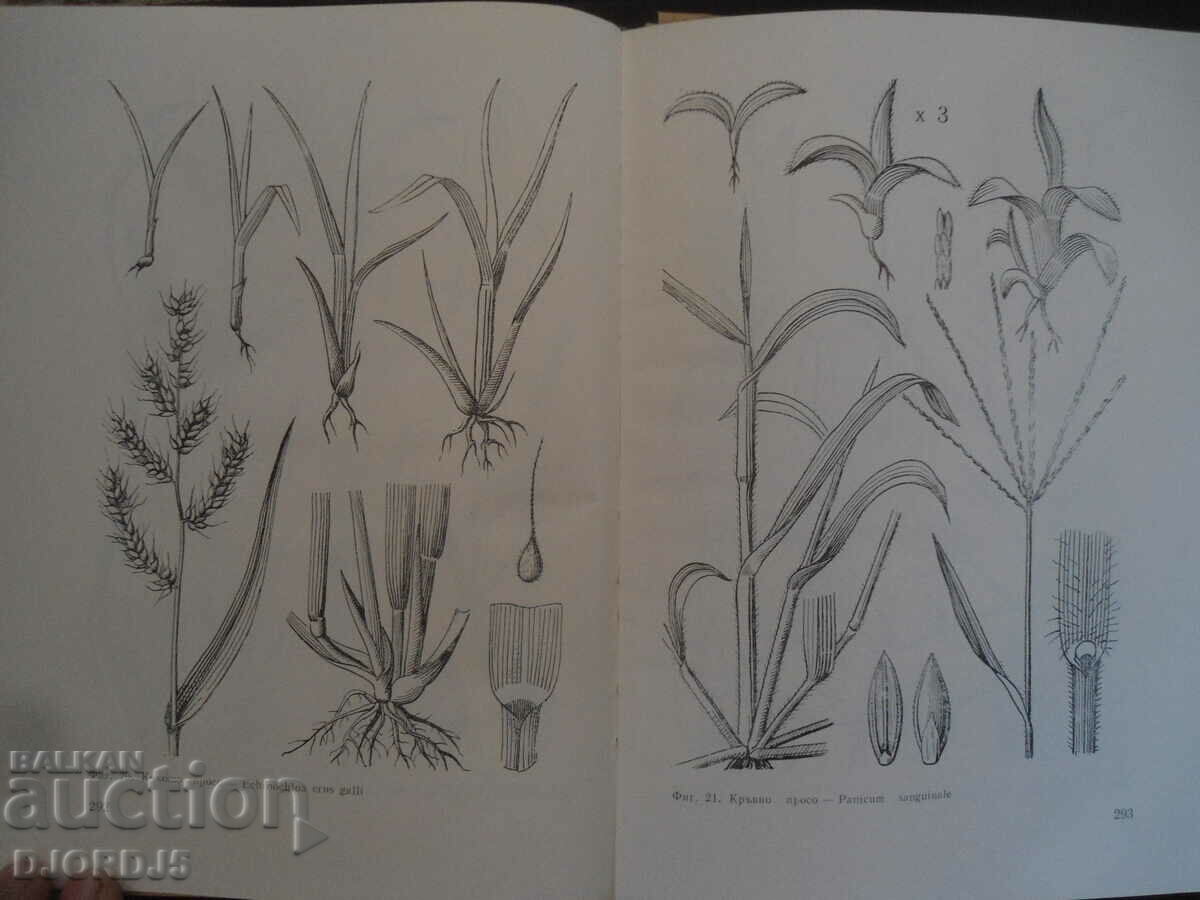 Fighting weeds, N.A. Fetvadzhieva - 6