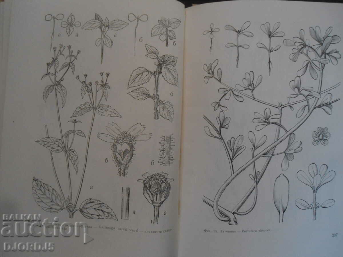 Fighting weeds, N.A. Fetvadzhieva - 7