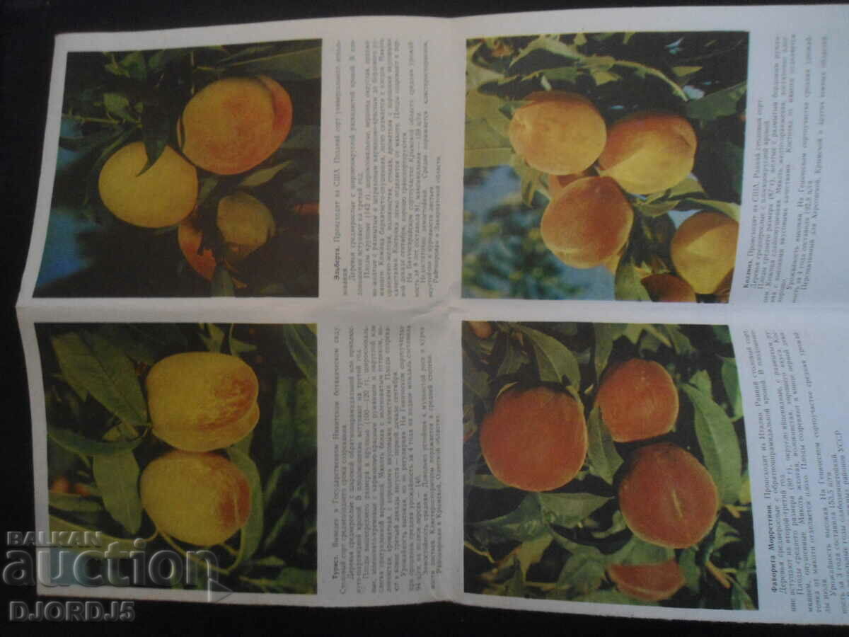 Fruit growing, Sorta persica with price 2.00 BGN | € 1.02