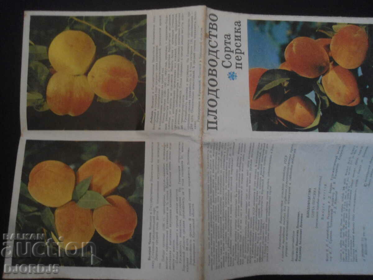 Auction  Fruit growing, Sorta persica