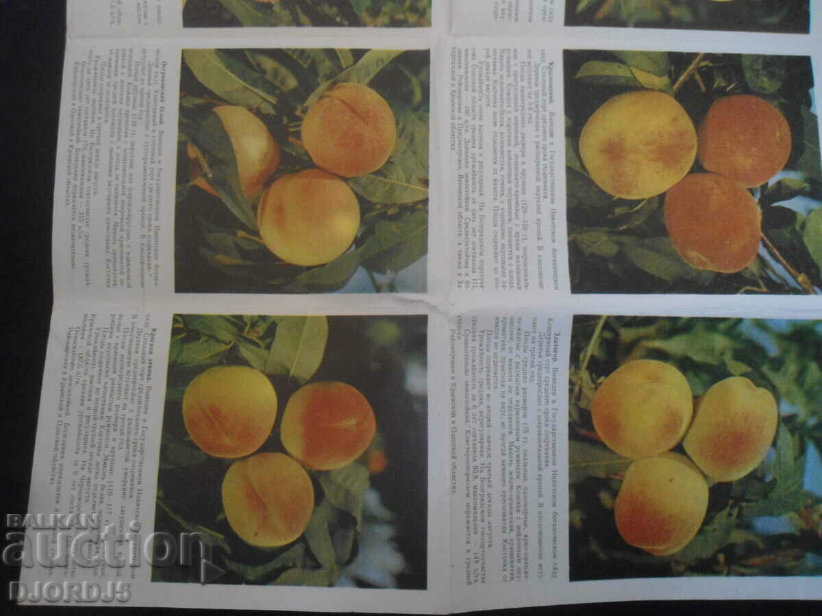 Delivery of Fruit growing, Sorta persica