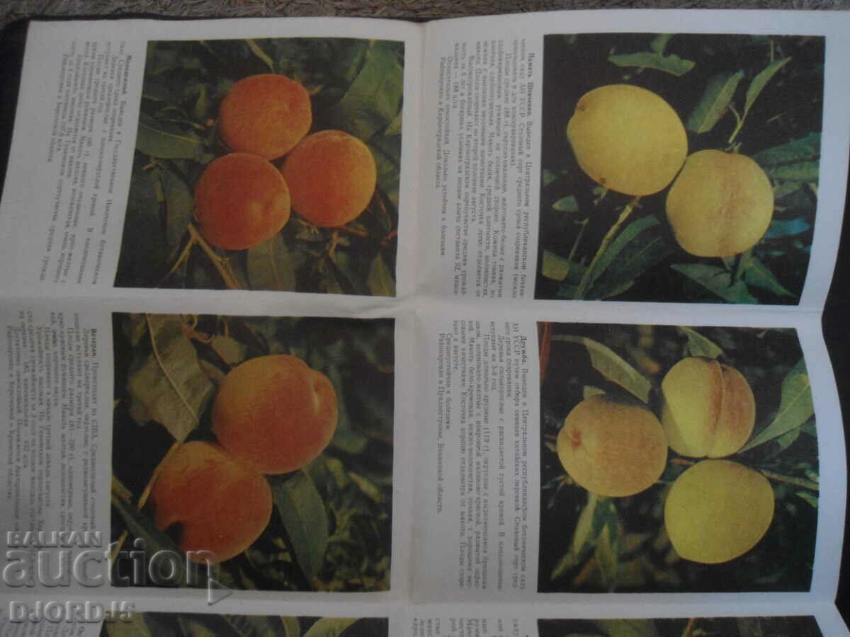 Fruit growing, Sorta persica - 5