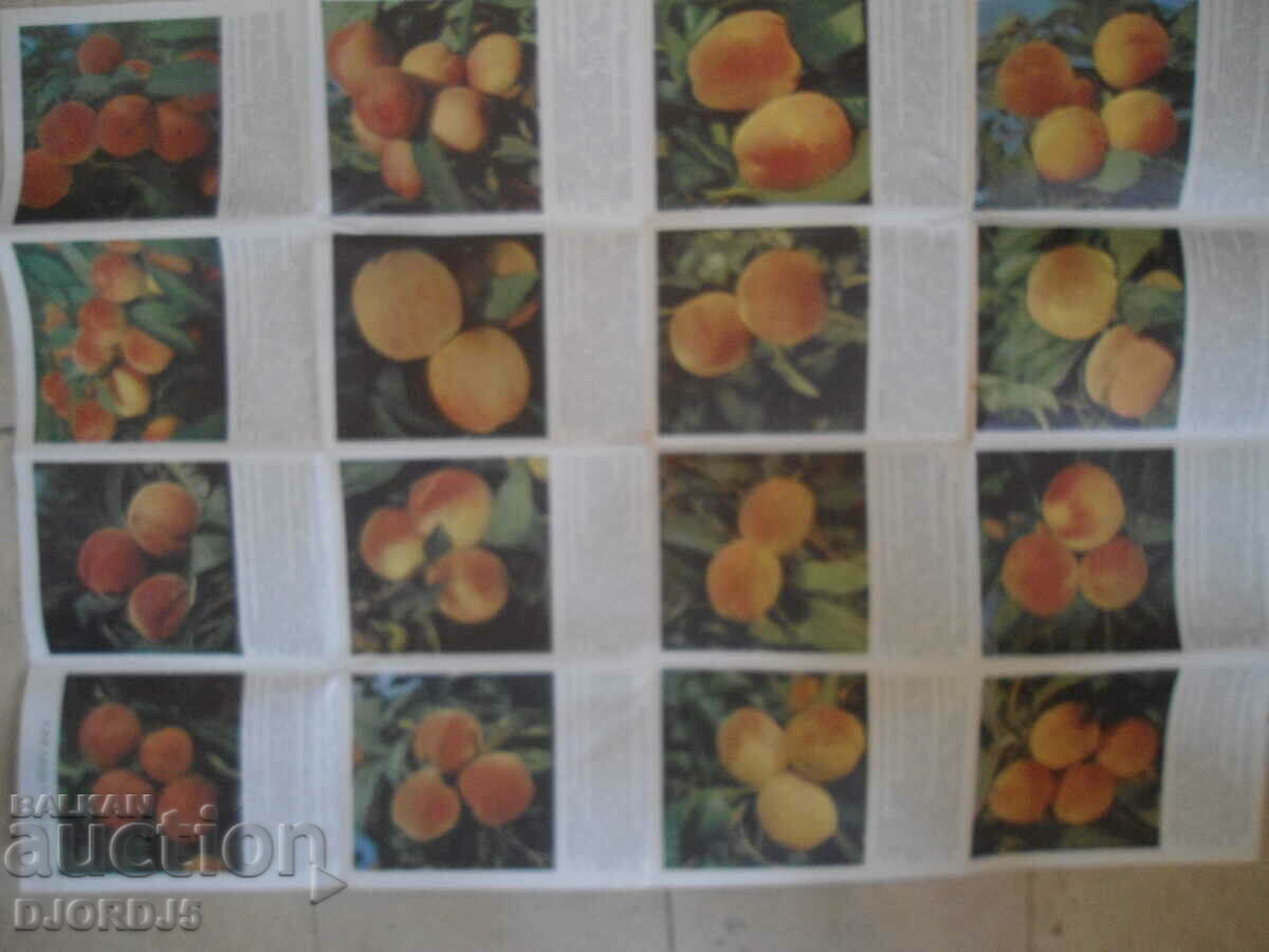 Fruit growing, Sorta persica - 6