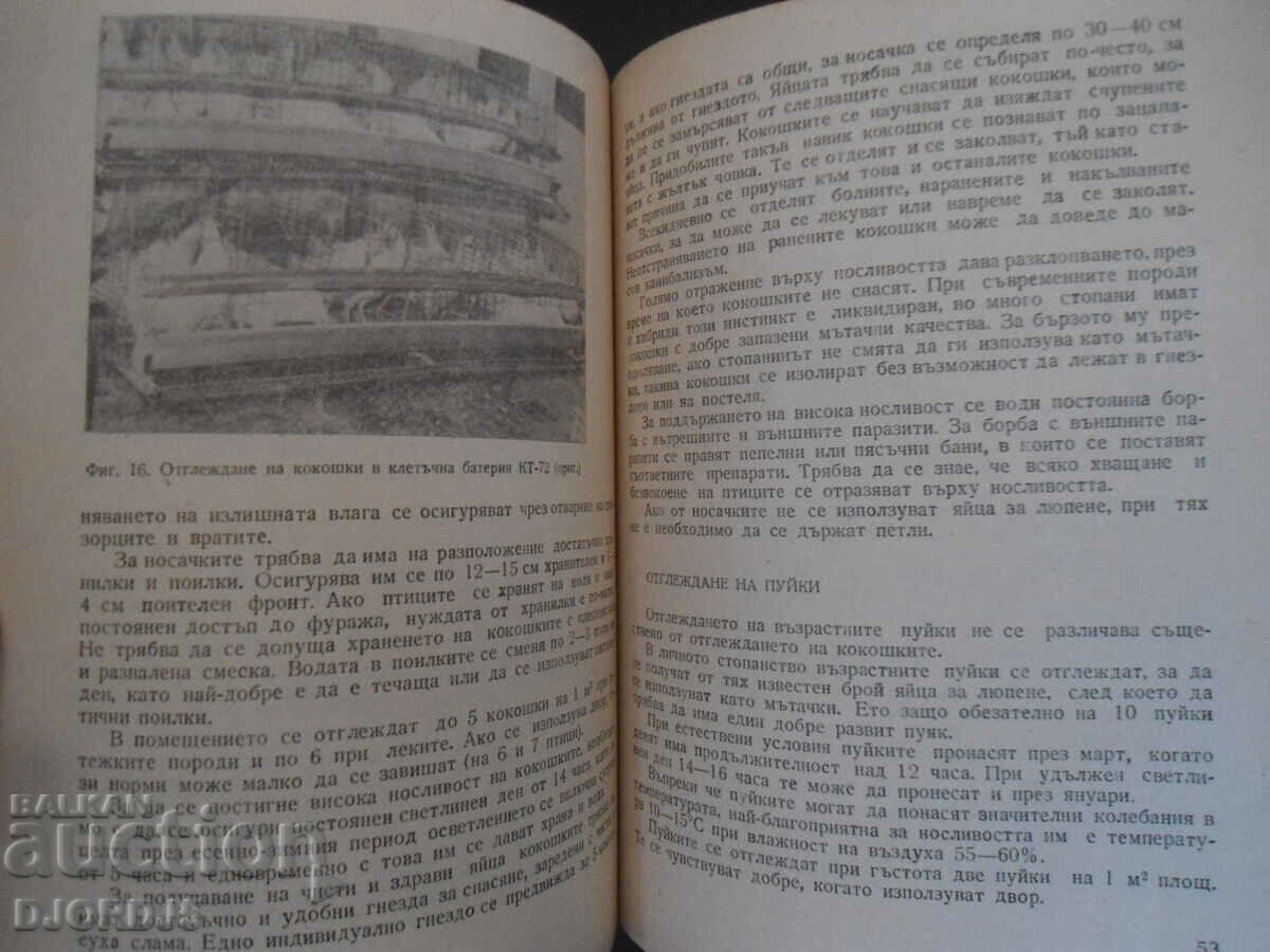 Breeding of farm birds on the private farm - 6 Breeding of farm birds on the private farm - 6