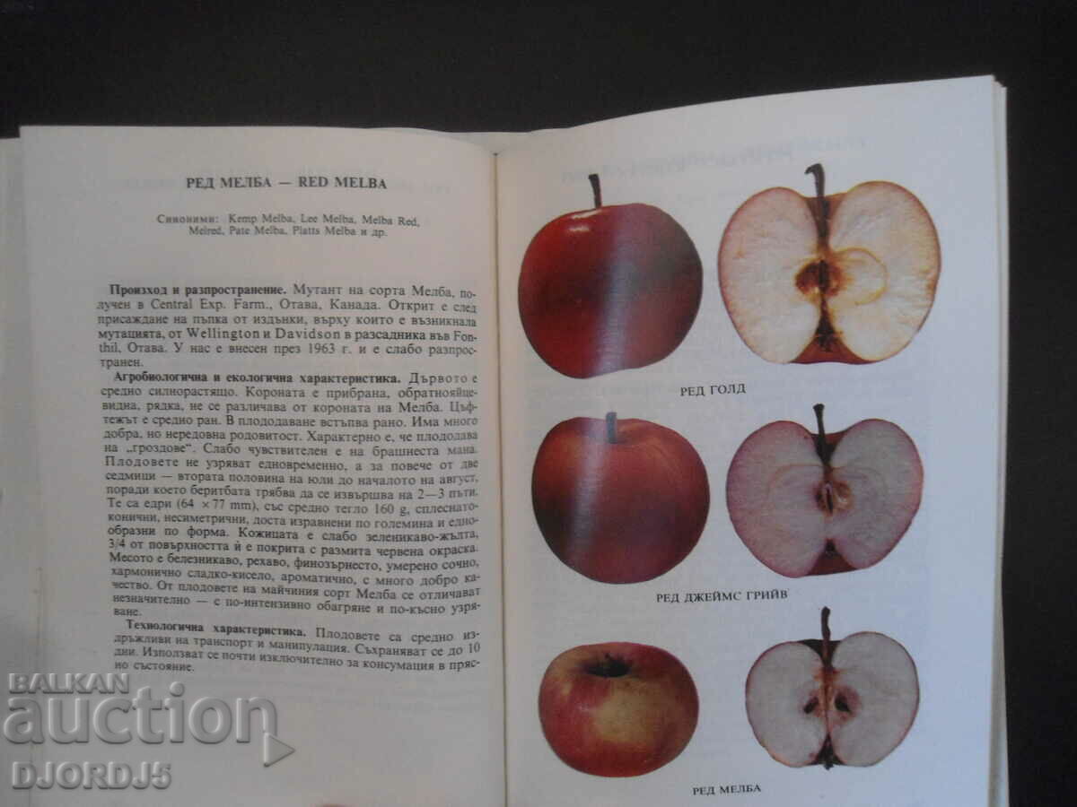 A little pomology, Seed fruit species - 5 A little pomology, Seed fruit species - 5