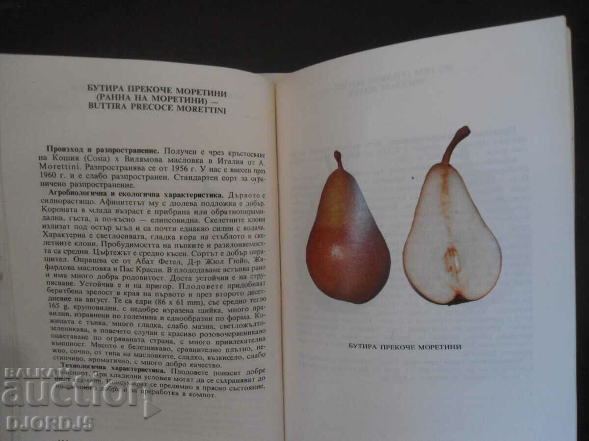 A little pomology, Seed fruit species - 7 A little pomology, Seed fruit species - 7