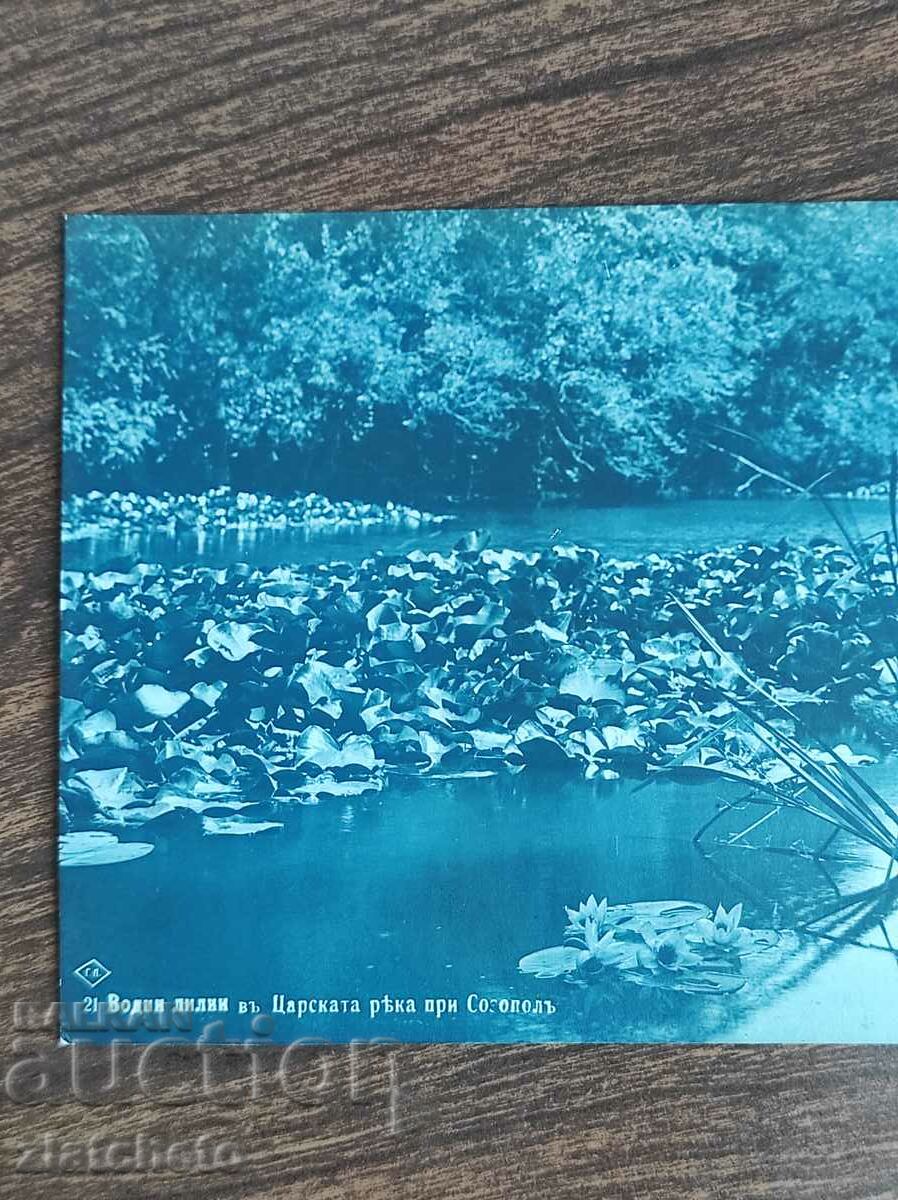 Postcard - Water lilies in the Royal Garden in Sozopol with price 30.00 BGN | € 15.34 Postcard - Water lilies in the Royal Garden in Sozopol with price 30.00 BGN | € 15.34