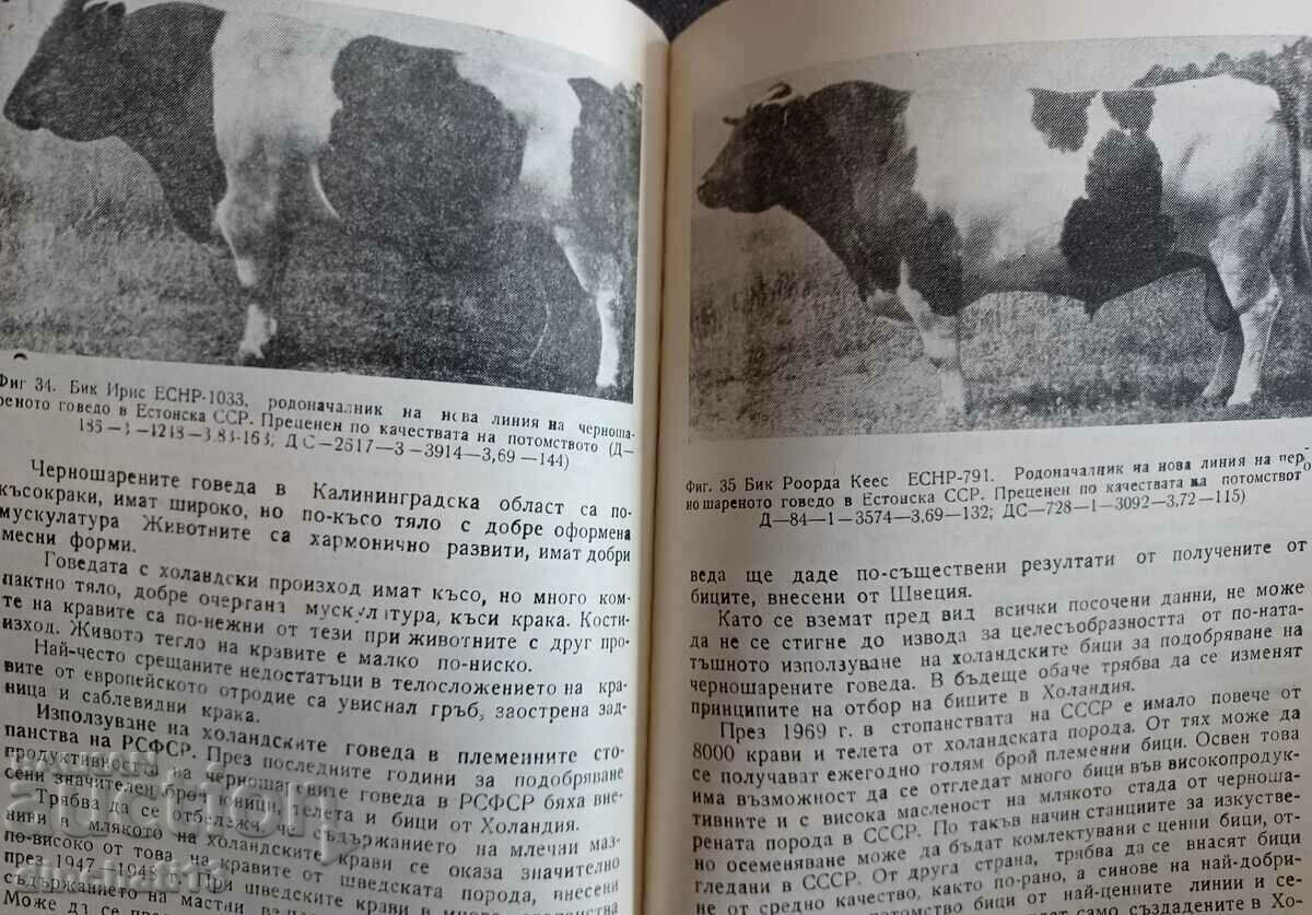 Delivery of Black colored cattle and methods for its improvement: M. Lebedev Delivery of Black colored cattle and methods for its improvement: M. Lebedev