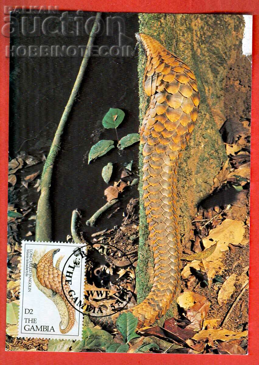 WWF CARD ENDANGERED ANIMALS - GAMBIA - CARD MAXIMUM