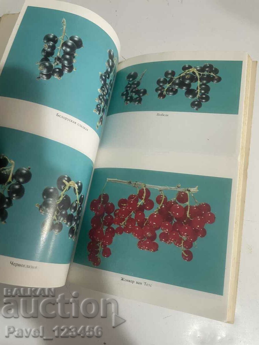 Доставка на Ягодоплодните култури в нашата градина