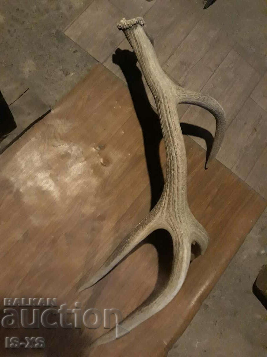Red deer antler with price 200.00 BGN | € 102.26 Red deer antler with price 200.00 BGN | € 102.26