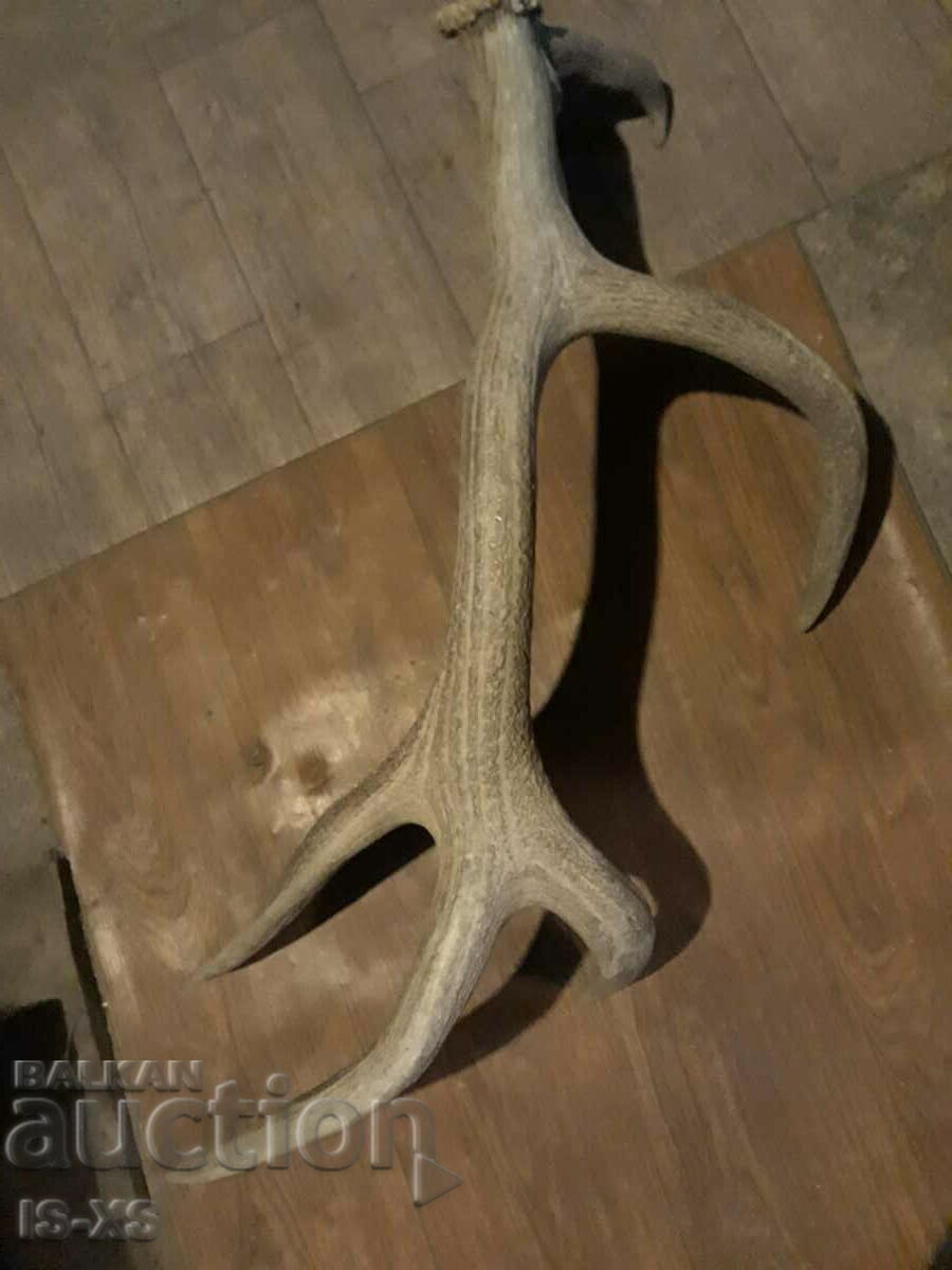 Auction Red deer antler Auction Red deer antler