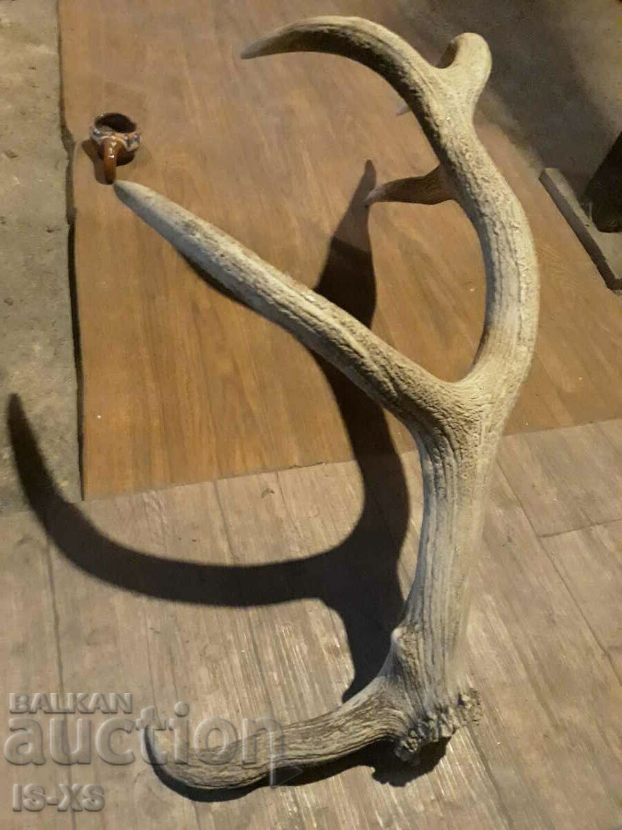 Delivery of Red deer antler Delivery of Red deer antler