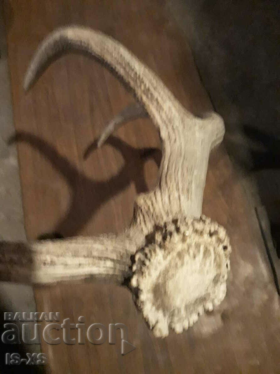 Red deer antler - 5 Red deer antler - 5