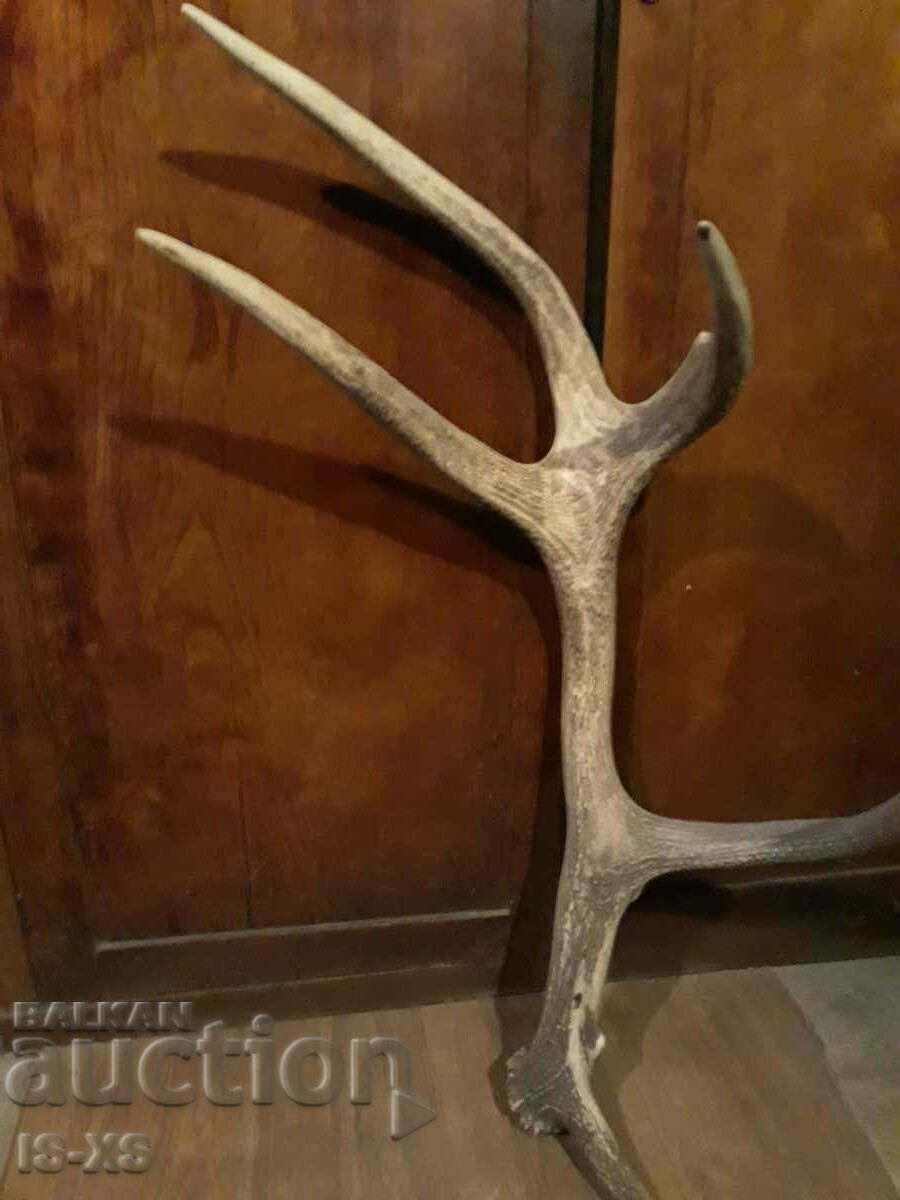 Red deer antler Red deer antler