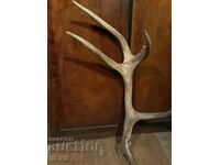 Red deer antler