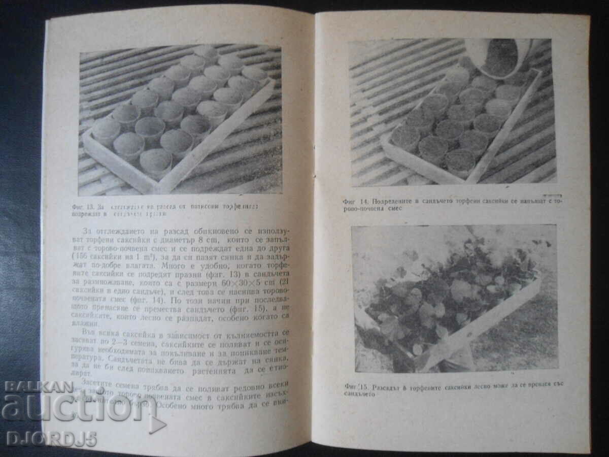 Cultivation of squash - 6 Cultivation of squash - 6