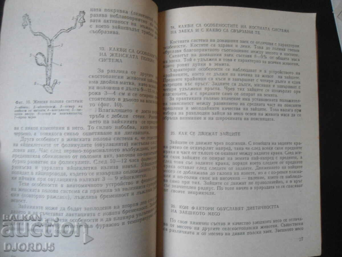 Πρακτικές συμβουλές για εκτροφείς κουνελιών - 6