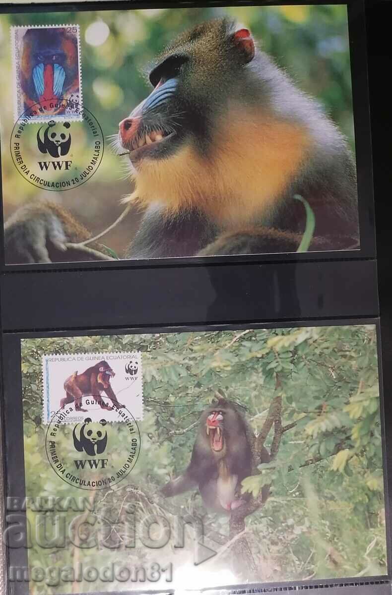 Equatorial Guinea - WWF, Mandrill