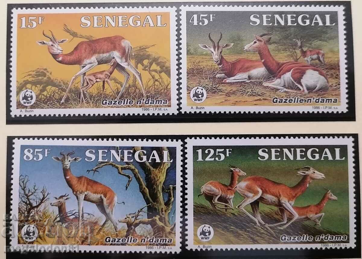 Senegal - WWF, dama gazelle