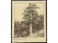 4688 Kingdom of Bulgaria postcard Nikola Pindikov The old pine